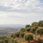 Olive grove in Morocco