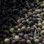 Olive harvest
